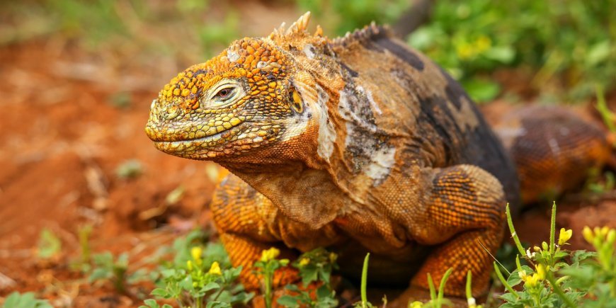 Landleguan Galápagos