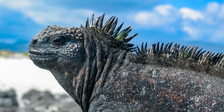 Havsleguan Galápagos