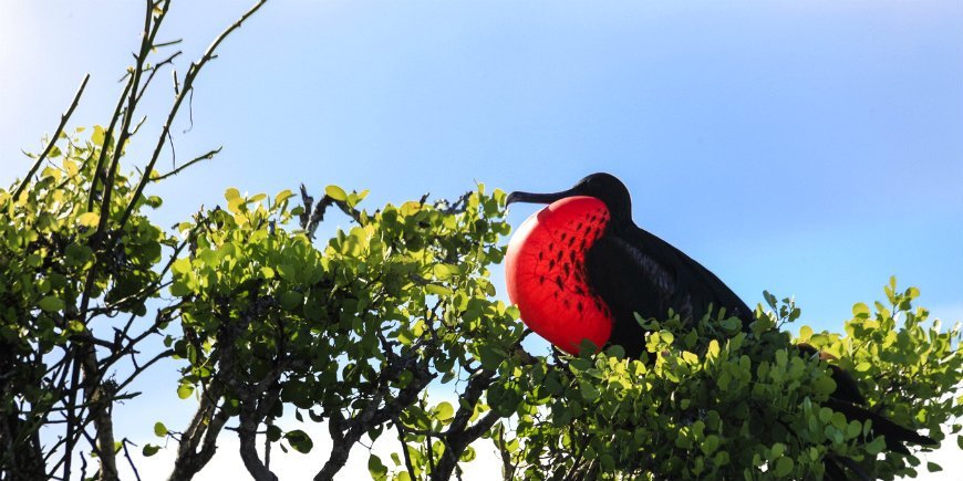 Fregattfågel Galápagos