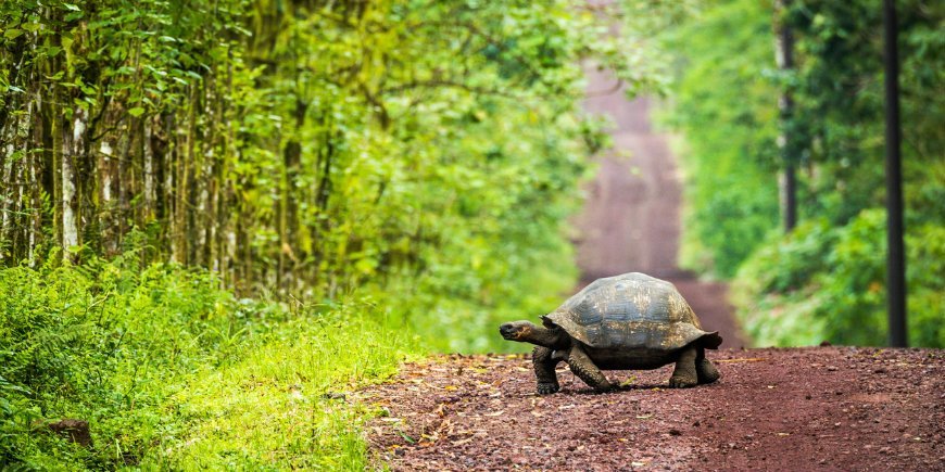 Galápagos Sköldpadda