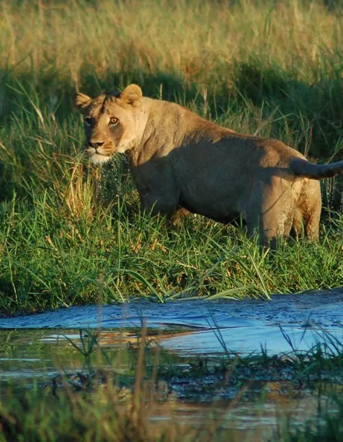 Botswana & Victoriafallen