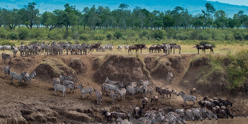 masai mara