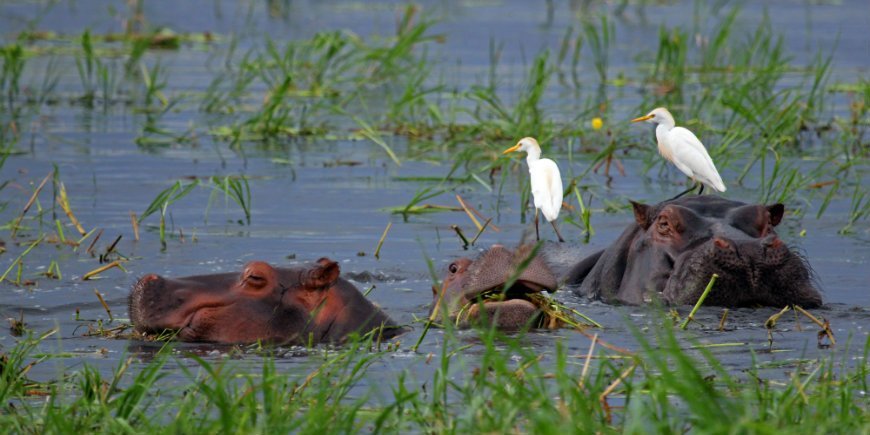 Hippo Chobe