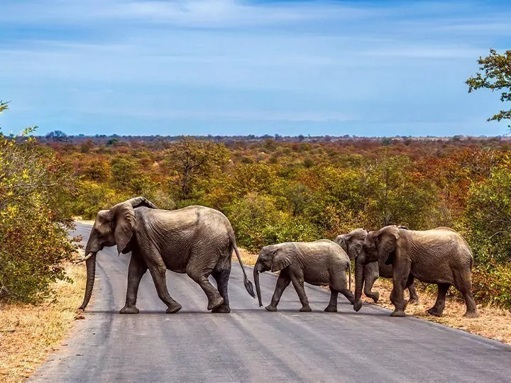 Kruger-safari, Kapstaden & Garden Route