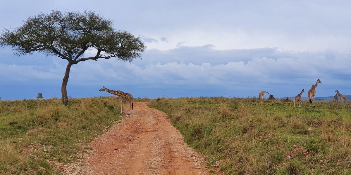 Giraffer i Masai Mara