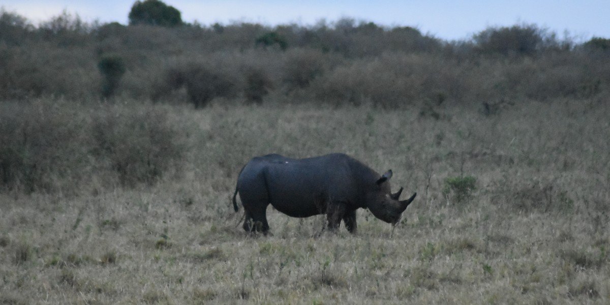 svart noshörning