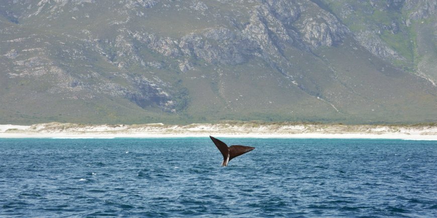 Valskådning i Hermanus, Sydafrika