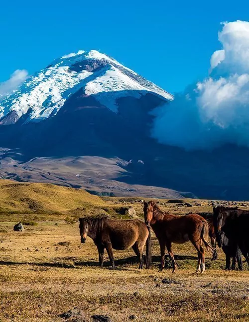 Ecuadors höjdpunkter med öhoppning på Galápagos