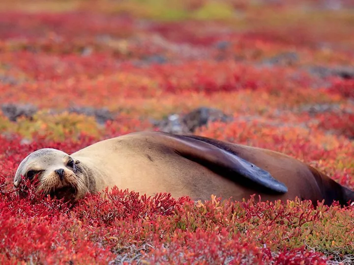 Ecuador med Amazonas & öhoppning på Galápagos