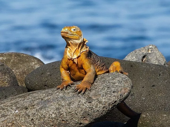 Ecuadors höjdpunkter med öhoppning på Galápagos