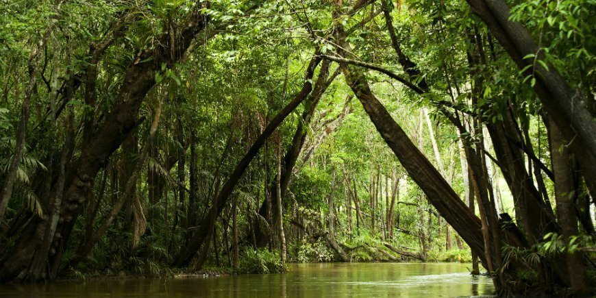 Amazonas jungel