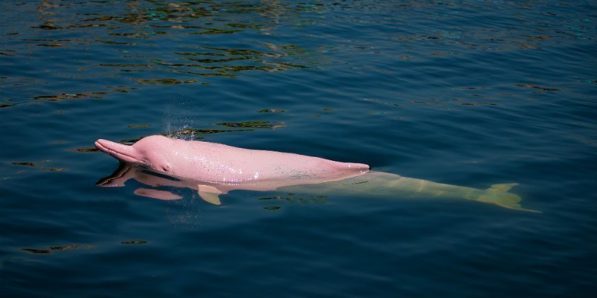 Amazon river dolphin