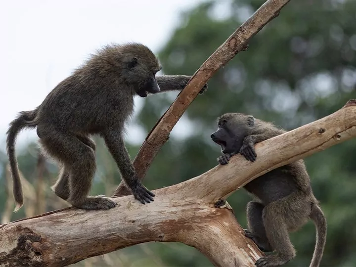 Familjesafari i Tanzania