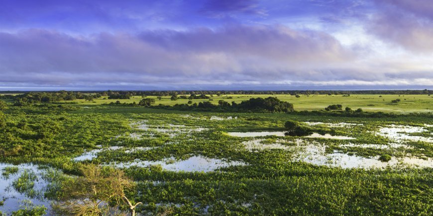 1 Pantanal Våtmarksområde Brasilien R