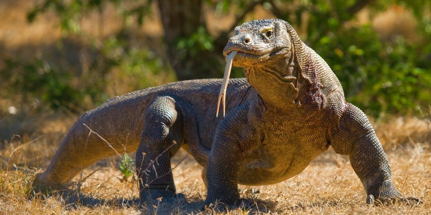 Komodo Varan