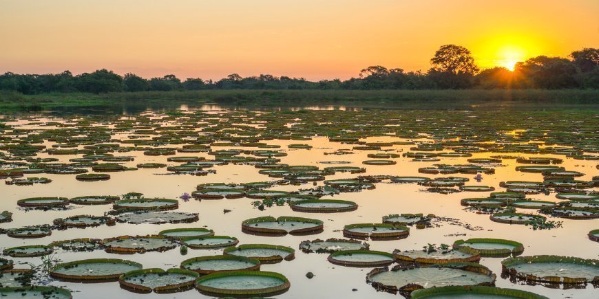 2 Pantanal Våtmarksområde Brasilien R