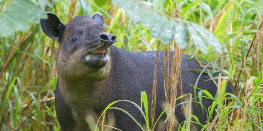 6 Tapir Pantanal R