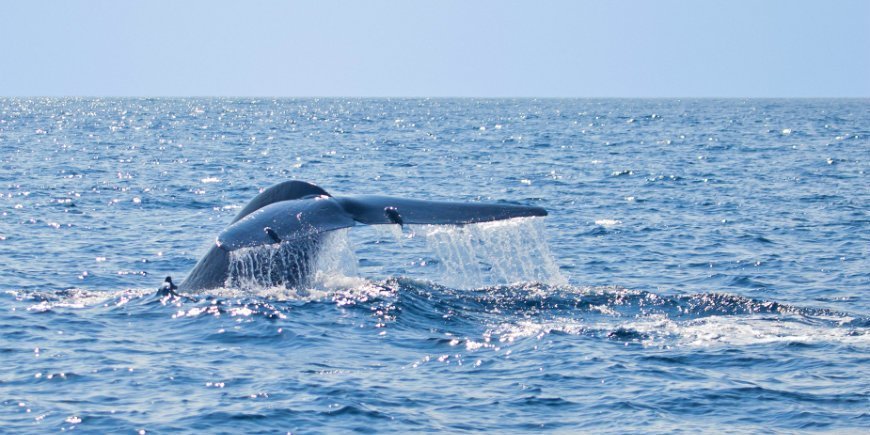 Blåval Sri Lanka