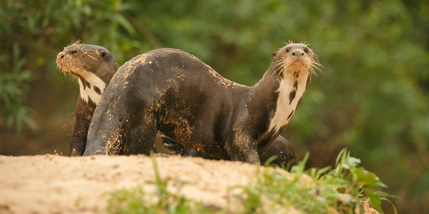 8 Jätteuttern Pantanal R