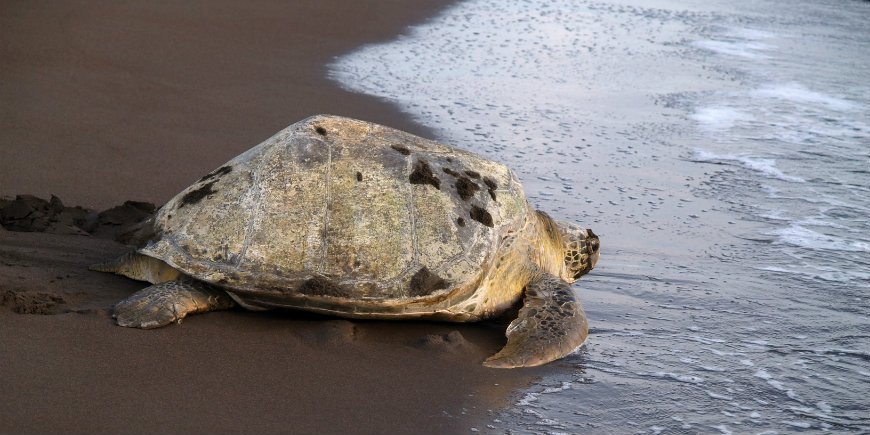 Nationalparken Tortuguero