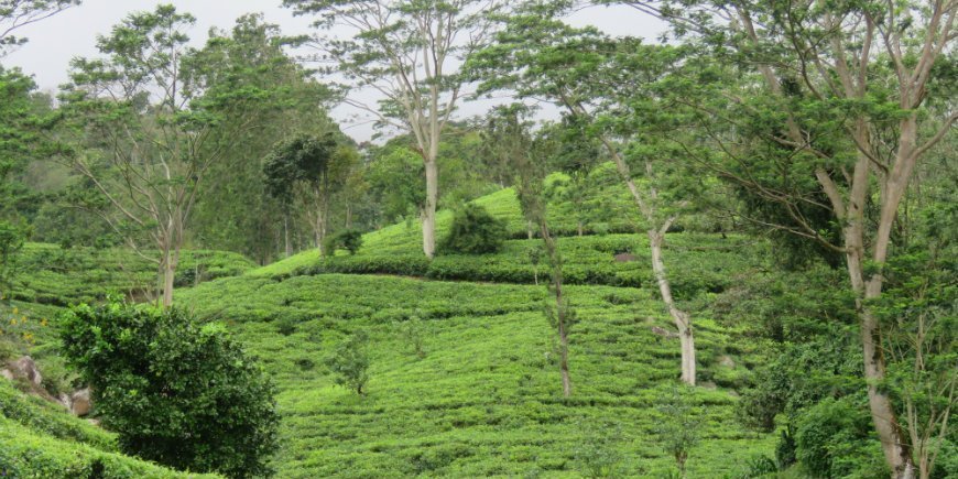 Sri Lanka högländerna