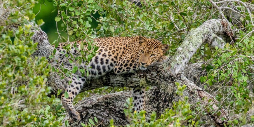 Yala Nationalpark