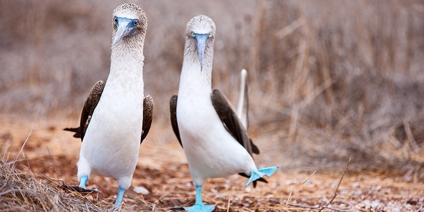 Blue footed booby mating dance