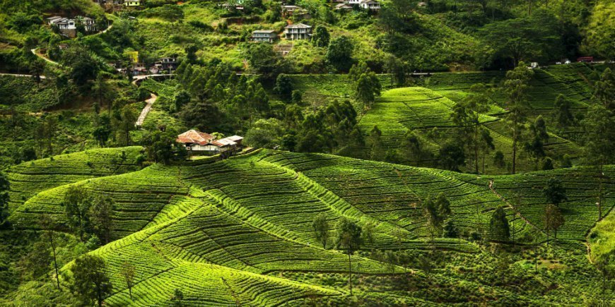 centrala höglandet i Sri Lanka