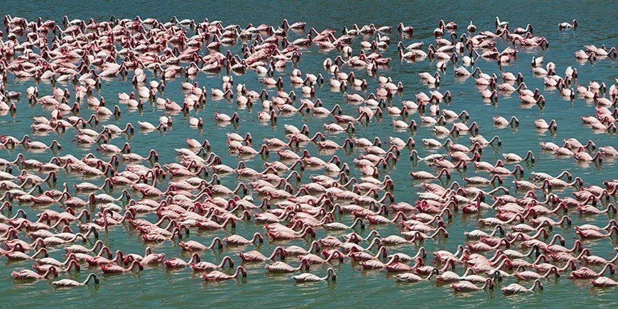 Flamingor i Lake Manyara