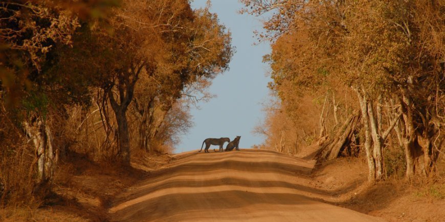 Leoparder i Yala nationalpark