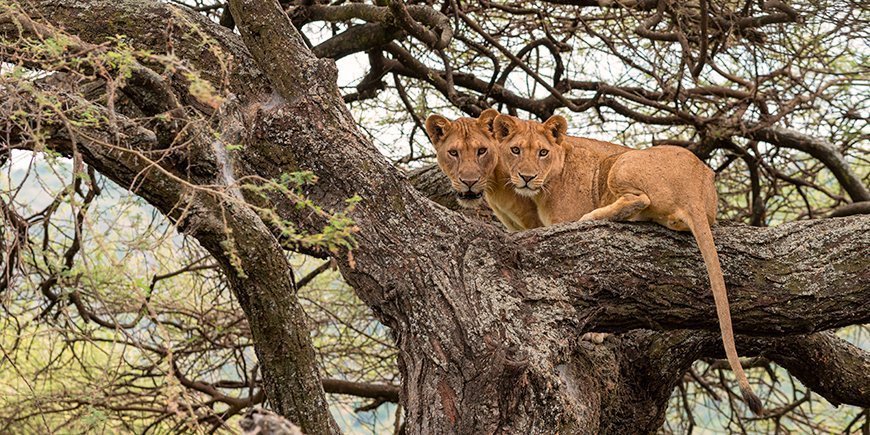 Trädklättrande lejon i Lake Manyara