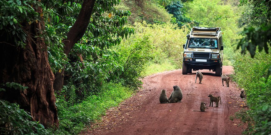 Babianer på vägen i Lake Manyara nationalpark