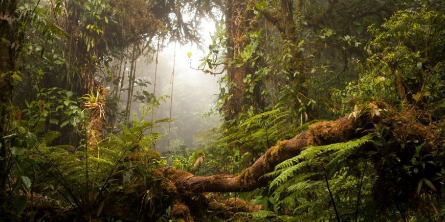 Monteverdes molnskog i Costa Rica
