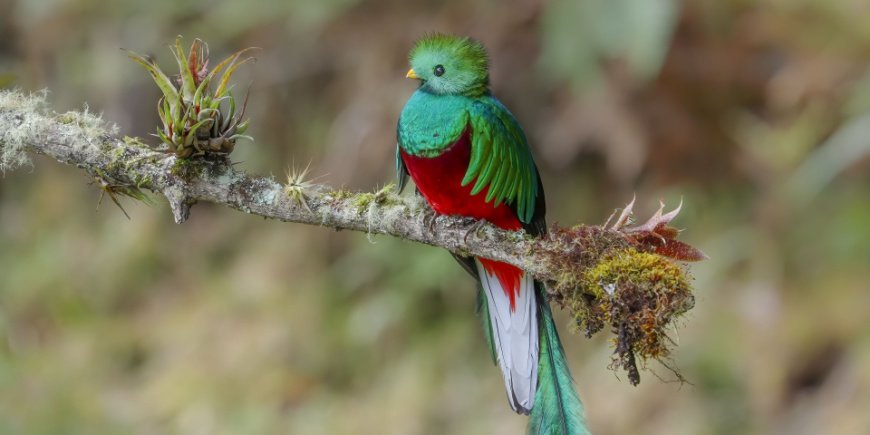 Quetzal i Monteverde i Costa Rica