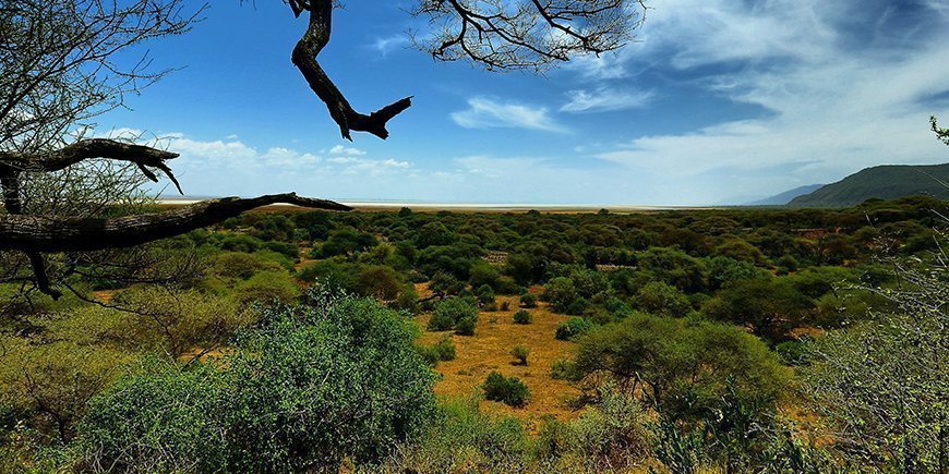 Skogen i Lake Manyara nationalpark