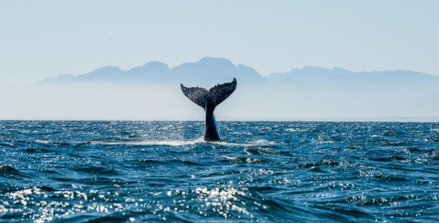 Valar i False Bay i Sydafrika