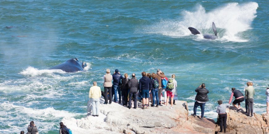 Valsafari i Hermanus i Sydafrika