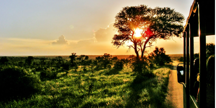 Game drive vid solnedgång i Sydafrika