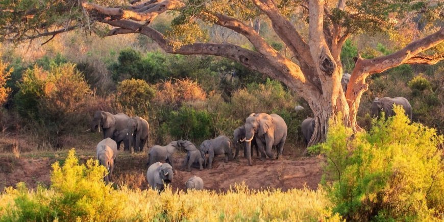 Elefantflock i Kruger nationalpark