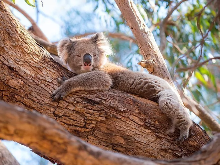 Den stora rundresan i Australien