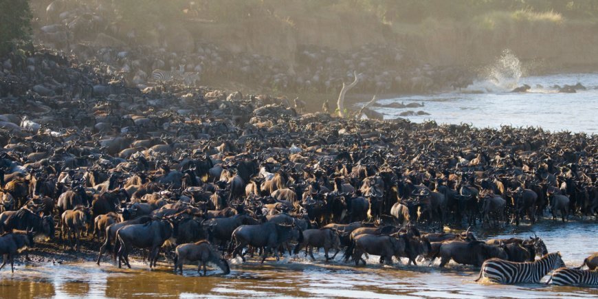 Gnuer som korsar Marafloden i Kenya
