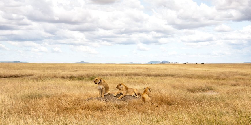 Lejon på savannen i Serengeti