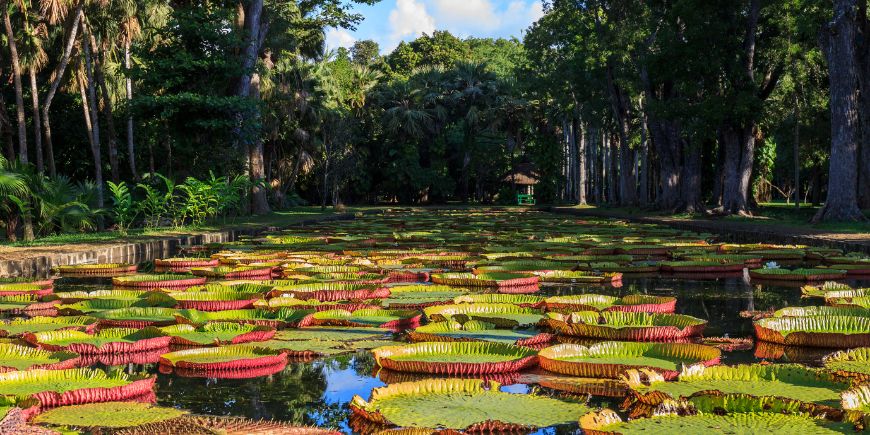 Sir Seewoosagur Ramgoolam Botanical Garden