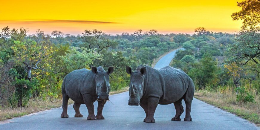 Två noshörningar på vägen i Kruger nationalpark
