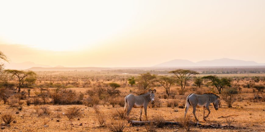Grevyzebror i Samburu