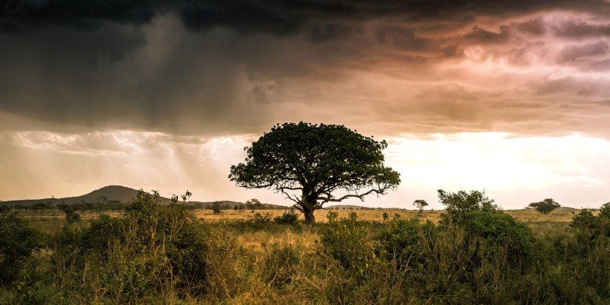 Dramatisk himmel med regn över landskapet i Serengeti i Tanzania 