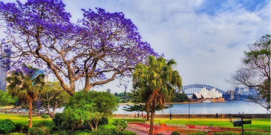 Vårblomning i Sydney