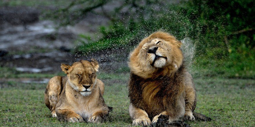 Två lejon ligger bredvid varandra i regnet 