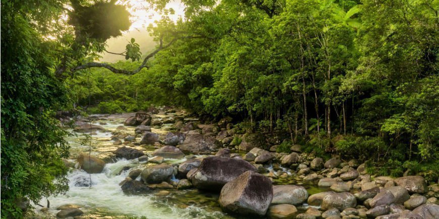 Flod i Daintrees regnskog