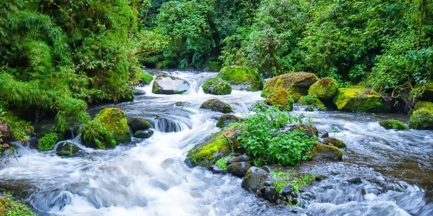 Savegrefloden i Manuel Antonio i Costa Rica 